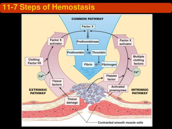 Concept map steps of hemostasis