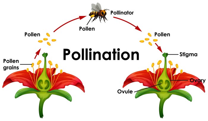 Gizmo flower pollination answer key