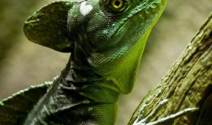 Basilisk red headed lizard western basiliscus reptile reptilefact