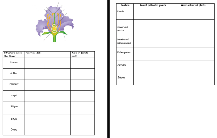 Gizmo flower pollination answer key