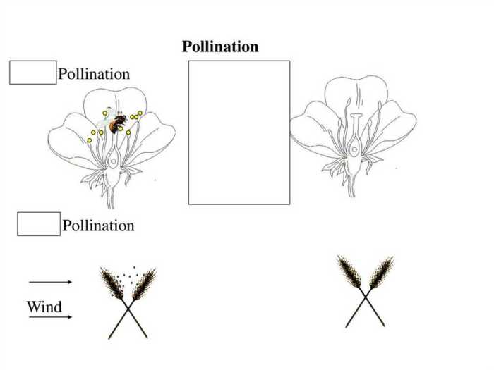 Gizmo flower pollination answer key