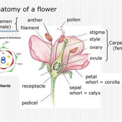 Gizmo flower pollination answer key