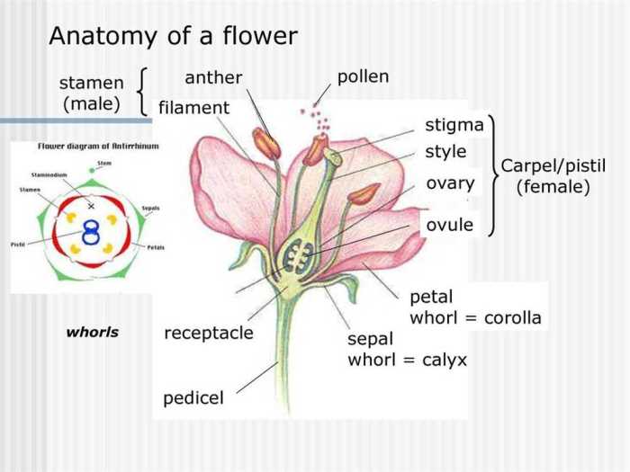 Gizmo flower pollination answer key