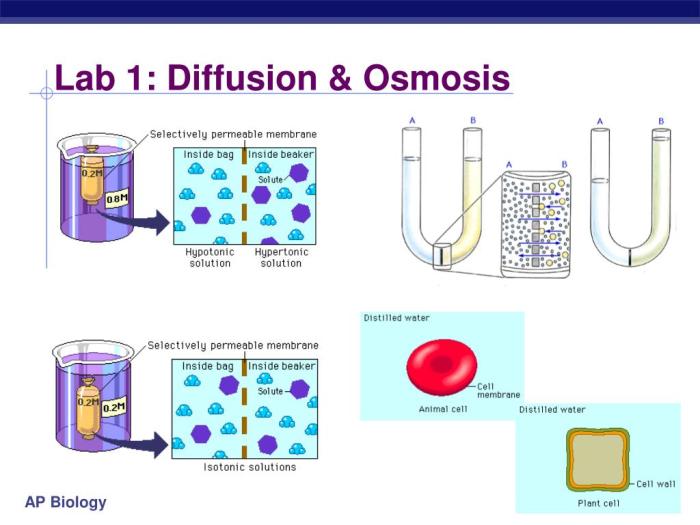 Ap bio diffusion and osmosis lab answers