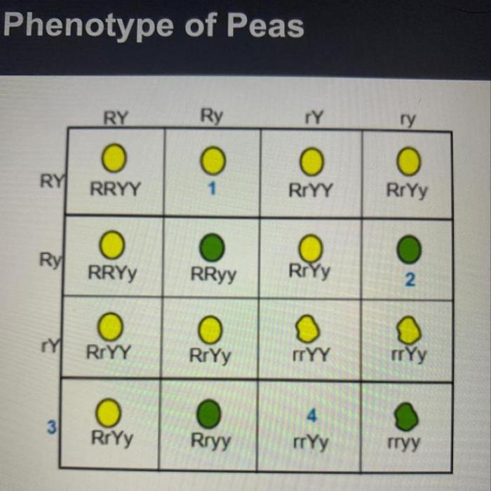 Determine genotype phenotype