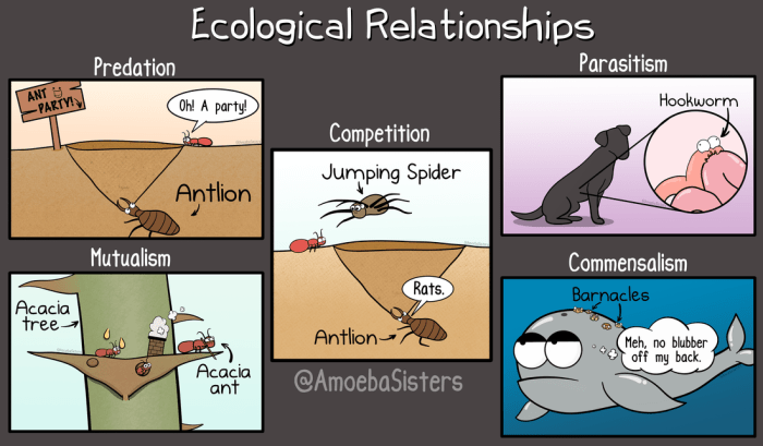 Ecological relationships worksheet answers key