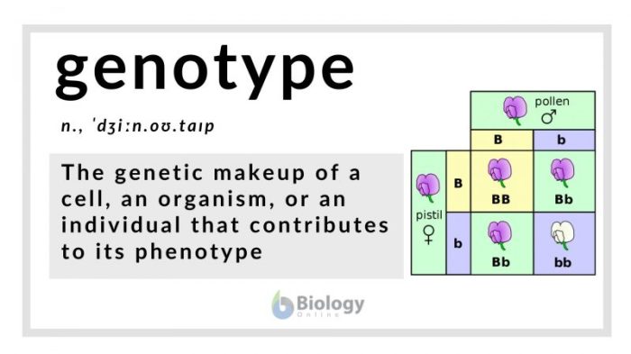 Identify the genotype for each numbered item 1 2 3